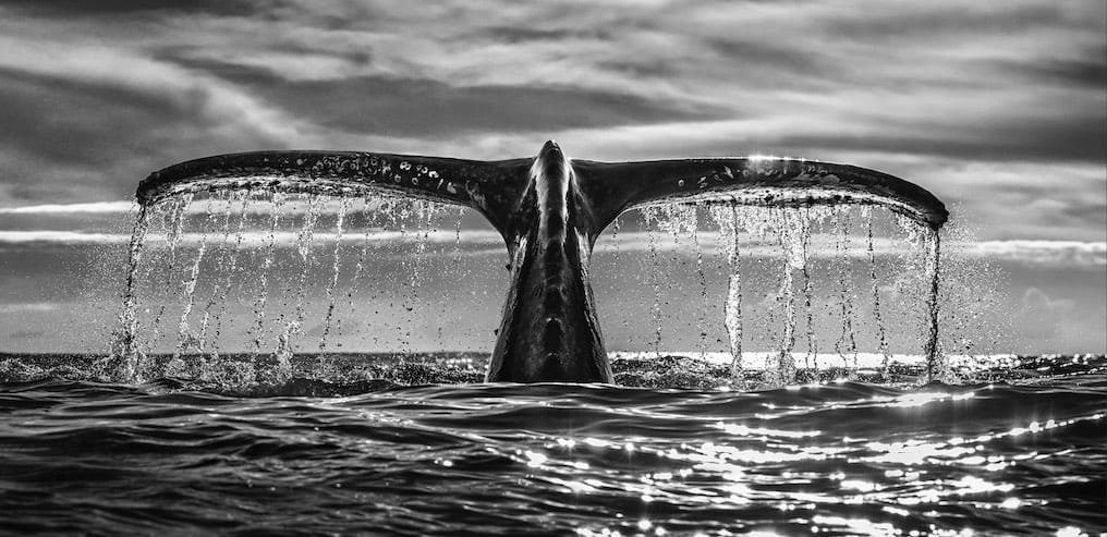 Leviathan